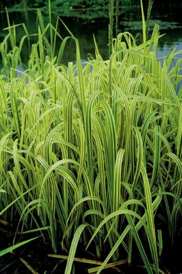 Glyceria maxima Variegata - Var.watergrass B