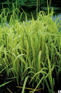 Glyceria maxima Variegata - Var.watergrass B