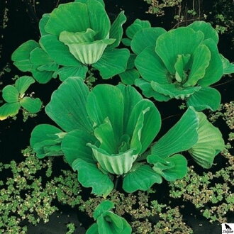 Vodný šalát - Pistia stratiotes A