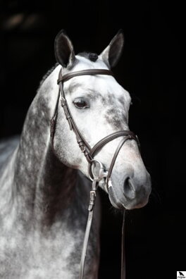 Snaffle Standard