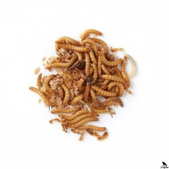 Múčne červy 1kg/5L