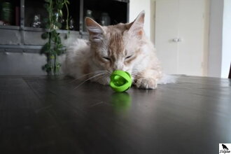 Crazy Cat Wacky Wobbler zelený