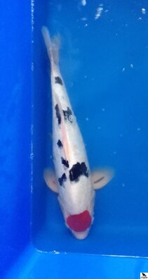 Tancho Showa 44cm