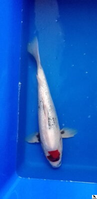 Tancho showa 42cm