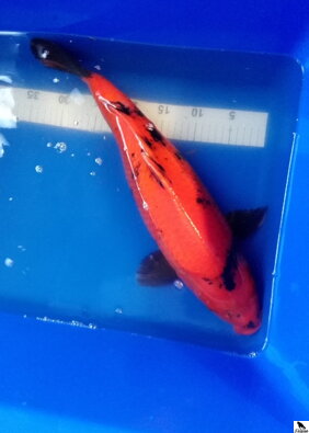 Hi Utsuri 51cm