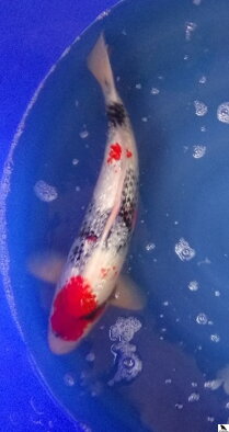 Ginrin Showa 50cm