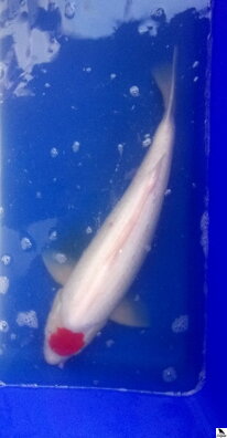 Tancho Kohaku 48cm