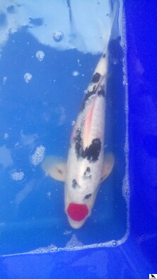 Tancho Showa 45cm