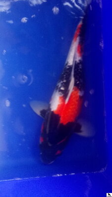 Ginrin Showa 48cm