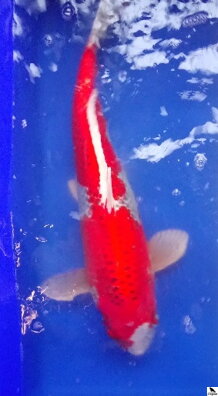 Kujaku 55cm