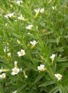 KOIC Konitrud lekarský - Gratiola officinalis *10