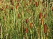 KOIC Orobinec sítinovitý-Typha laxmannii * 14