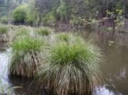 KOIC Ostrice metlinatá - Carex paniculata *11