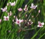 KOIC Šmel okoličnatý - Butomus umbellatus *20