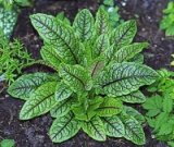 KOIC Štiav krvavý - Rumex sanguinea * 12