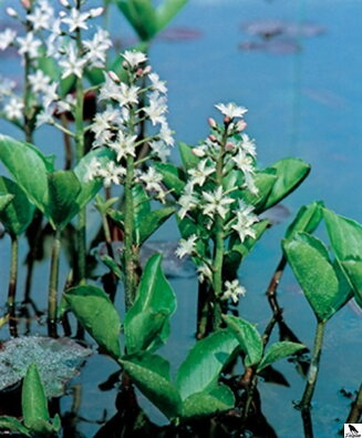 KOIC Vachta trojlistá - Menyanthes trifoliata B