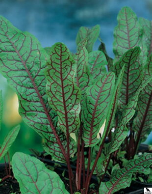 Štiav krvavý - Rumex sanguinea C