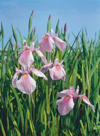  Iris laevigata Rose Queen -Kosatec japonský F