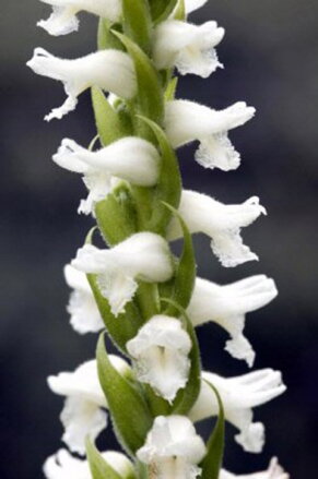 Spiranthes cernua " Chadds Ford" H