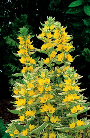  Lysimachia variegata - Čerkáč bodkovaný D