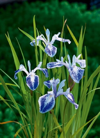  Iris laevigata Mottled Beauty-Kosatec japonský F
