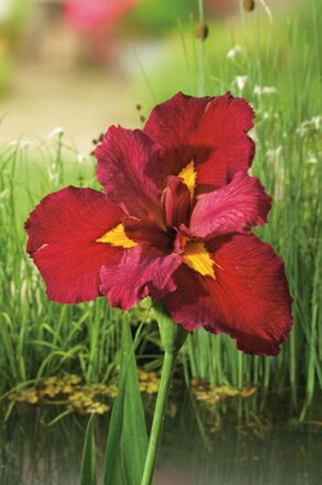  Iris louisiana  ann chowing  -Kosatec F