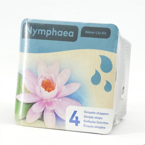 Nymphea dry blister Rose  H