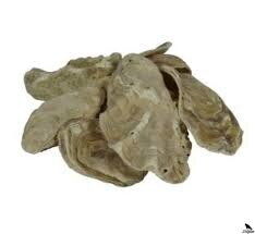 Japonské ustrice do záhradného jazierka