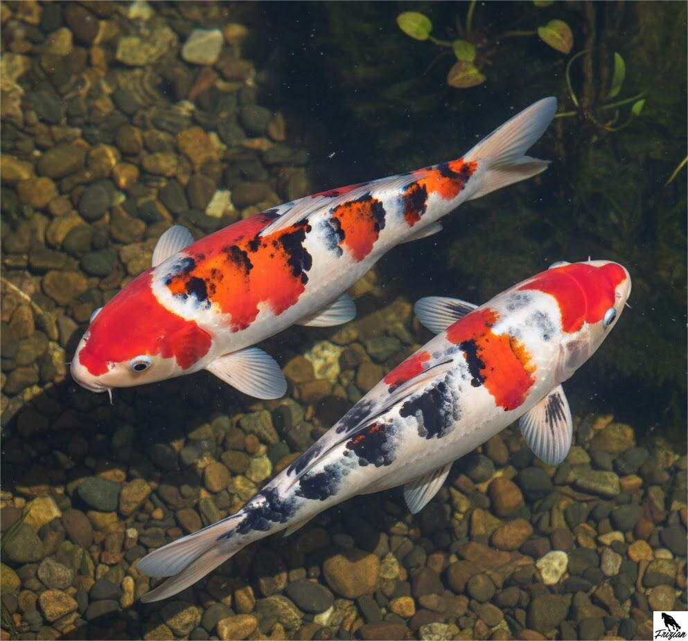 Taisho Sanke Koi