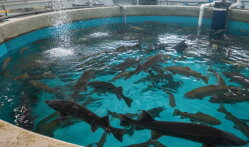 Akvakultúra - rybolov