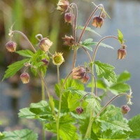 Geum rivale - Herb bennet -Kuklík potočný B