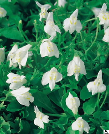 Mazus reptans white - Creeping Mazus B
