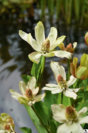  Anemopsis californica - Yerba Mansa - Mansa kalifornská F
