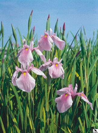  Iris laevigata Rose Queen -Kosatec japonský F