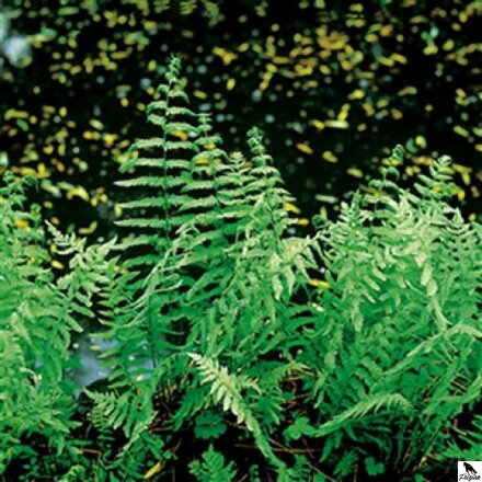 Thelypteris palustris  - Papradník močiarny C