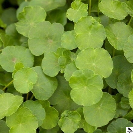  Hydrocotyle vulgaris - Pennywort -Pupkovník obyčajný B