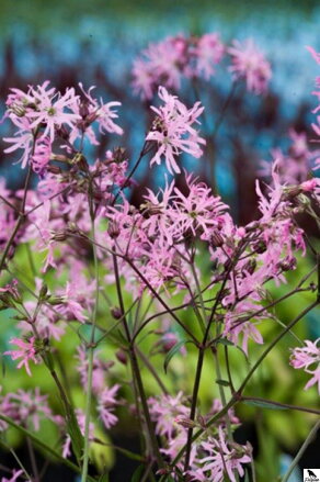  Lychnis flos-cuculi -Kukučka lúčna B