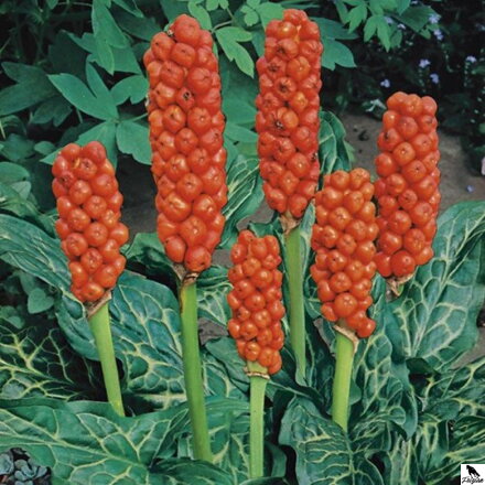  Arum italicum - Áron taliansky B