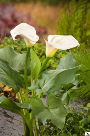 Zantedeschia aethiopica - Kornútovka africká E