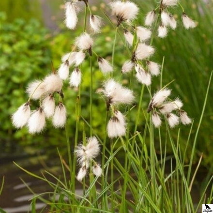 Eriophorum angustifolium - Cottongrass  - Páperník úzkolistý A