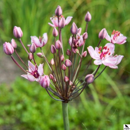 Butomus umbellatus-Okrasa okolíkatá B