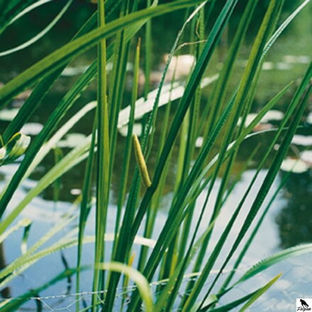 Acorus calamus - Sladká vlajka B
