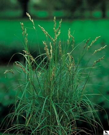 Carex muskingumensis - ostrica dáždniková B