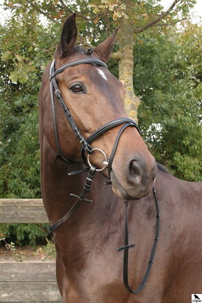 Bridle Bronze, čierna polstrovaná uzda