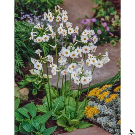 Primula japonica Alba -Prvosienka japonská B