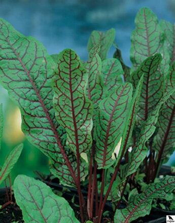 Štiav krvavý - Rumex sanguinea C