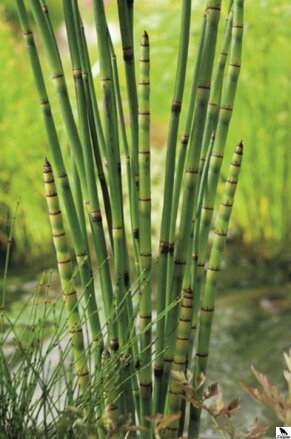 Praslička japonská - Equisetum japonicum D