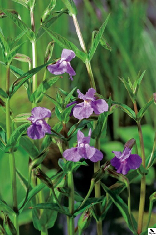 Mimulus ringens - Money musk - Čarodejka B