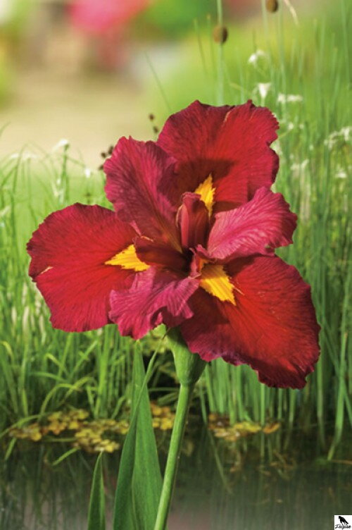 Iris louisiana ann chowing -Kosatec F Iris louisiana ann chowing -Kosatec F