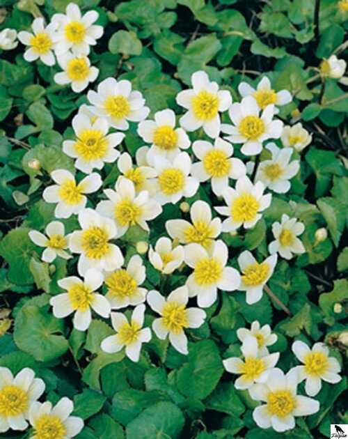 Caltha palustris Alba - Marsh marigold -Záružlie močiarne D Caltha palustris Alba - Marsh marigold -Záružlie močiarne D